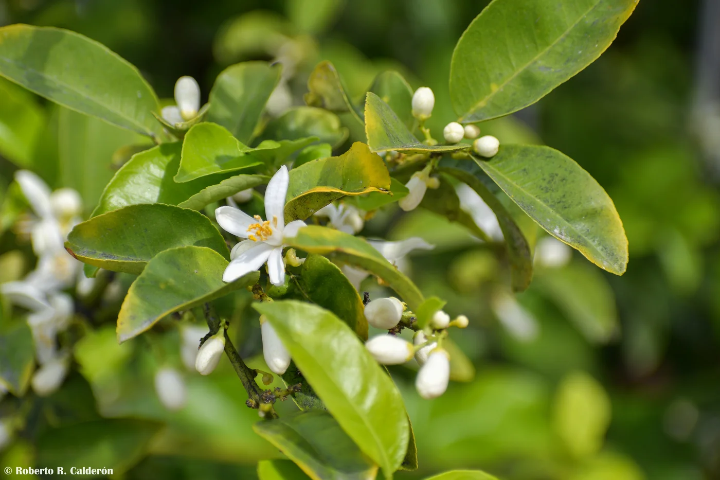 citrus-sinensis-mosambi-live-plant.webp Citrus sinensis - Mosambi (Sweet Lime) Live Plant - Image 1