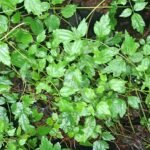 Buy Clematis vitalba, thalejadhari, udurambe ambu, kabalamooli 
wild, wild clematis - Live plant online shopping for sale
