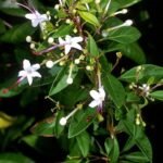 Buy Clerodendrum aculeatum, natrakuppi - Live plant online 
shopping for sale