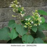 Buy Clerodendrum infortunatum, clerodendeum viscosum, karunkanni, 
perukilai, கரும்கன்னி, peruvelam, motia, 
parele - live plant online shopping for sale