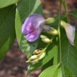 Buy Clitoria fairchildiana - Air layered immediate flowering, 
mara sangupoo, மரம் சங்குப்பூ - Live 
plant online shopping for sale