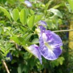 Buy Clitoria ternatea - white, white shankpushpi, vellai sangupoo - Live plant online shopping for sale