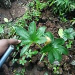 Buy Arisaema tortuosum, Whipcord Cobra lily, Bagh Jandhra, 
Sarpache-kamdo, Jack-in-the-pulpit, Sapkanda, Nagathali, 
நாகதாளி - Live plant online shopping for sale