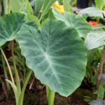 Buy Colocasia esculenta, seppankizhangu, seppan, 
சேப்பங்கிழங்கு, Taro, cocoyam, Green 
taro, aivi, dasheen, कच्चू, kachchu, काला 
कच्चू, kala kachchu - Live plant online shopping for 
sale