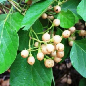 cordia dichotoma peru naruvili