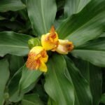 Buy Costus pictus, yellow crepe ginger, manjal inji, yellow 
ginger - Live plant online shopping for sale