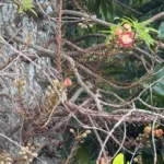 Buy Couroupita guianensis - small - cannonball tree, Nagalingam, 
नागलिंग, shivalingam - Live plant online shopping 
for sale