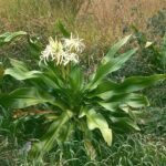 Buy Crinum asiaticum, visha moongil, 
பெருநரிவெங்காயம், peru - 
narivenkayam, Grand crinum lily, Poison Bulb, Giant Crinum Lily, 
Spider Lily,விஷமூங்கில், visa - munkil, 
नागदमनी, nagdamani, सुखदर्शन, 
sukhdarshan - Live plant online shopping for sale