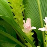Buy Curcuma amada, mangainji, mangainchi, mango ginger - Live 
plant online shopping for sale