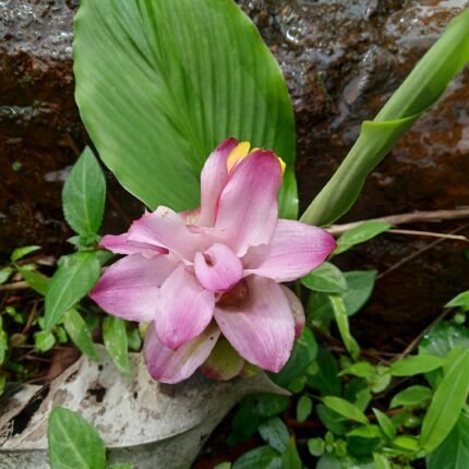 curcuma aromatica