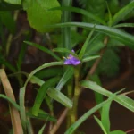 cyanotis axillaris
