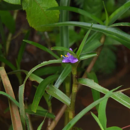 cyanotis axillaris
