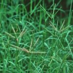 BUY CYNODON DACTYLON, BELIKARUKA, BALIKARUKA, KARUKA, 
KARUKAPULLU, BERMUDA GRASS, COUCH GRASS, DOG’S TOOTH GRASS, 
DHUB GRASS, BAHAMA GRASS, HARIALI GRASS - LIVE PLANT ONLINE 
SHOPPING FOR SALE