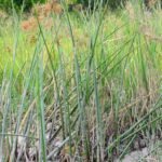 Buy Cyperus articulatus, jointed flatsedge and priprioca, korai 
kizhangu, கோரை கிழங்கு - Live plant online 
shopping for sale