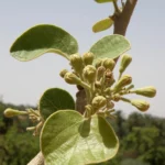 dahiman cordia macleodii