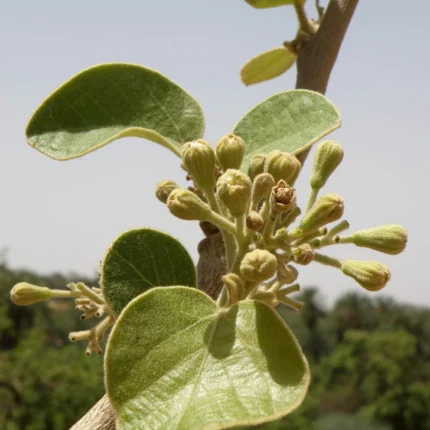 dahiman cordia macleodii