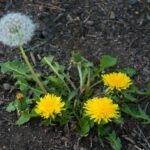 Buy dandelion, Taraxacum officinale, Dudhi, Baran, dudal, kattu 
mullangi - Live plant online shopping for sale