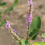 Buy Salparni Plant Online | Desmodium latifolium