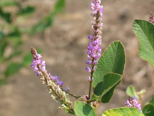 desmodium latifolium Buy Salparni Plant Online | Desmodium latifolium - Image 1