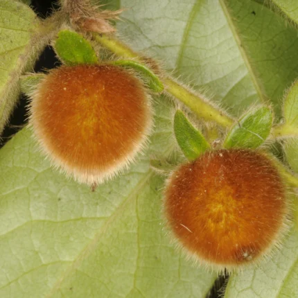 Diospyros pruriens