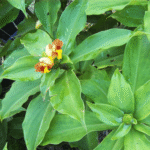 Buy costus igneus, Insulin Plant, koshtam, insulin plant, Chamaecostus cuspidatus - Live plant online shopping for sale