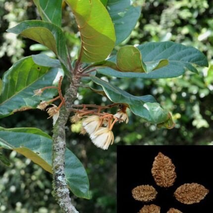 elaeocarpus tuberculatus