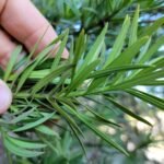 Buy Podocarpus elongata - Live Plant Online Shopping for Sale