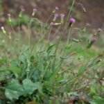 Buy Emilia sonchifolia, Purple Sow Thistle, Sadhimodi, muyalsevi, 
हिरनखुरि, Hirankhuri, kattu neichetti - Live 
plant online shopping for sale