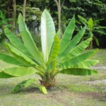 ensete superbum