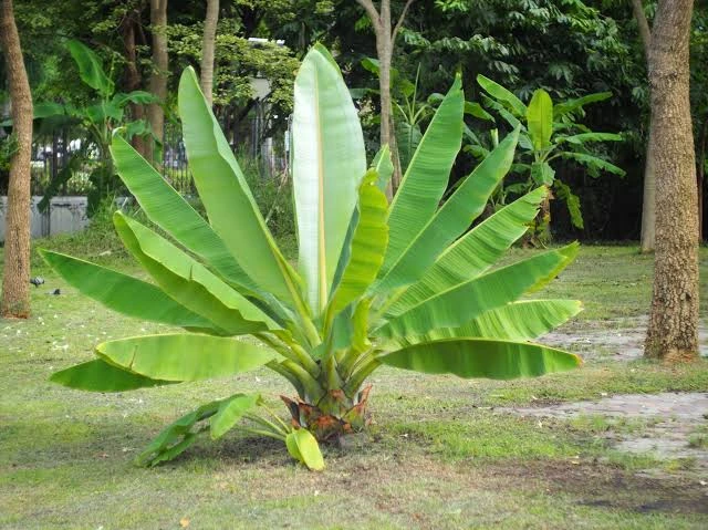ensete superbum ensete superbum