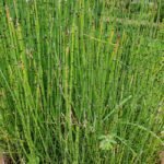 Buy Equisetum debile, equisetum hyemale, horsetail, water bamboo, 
thanneer moongil - live plant online shopping for sale