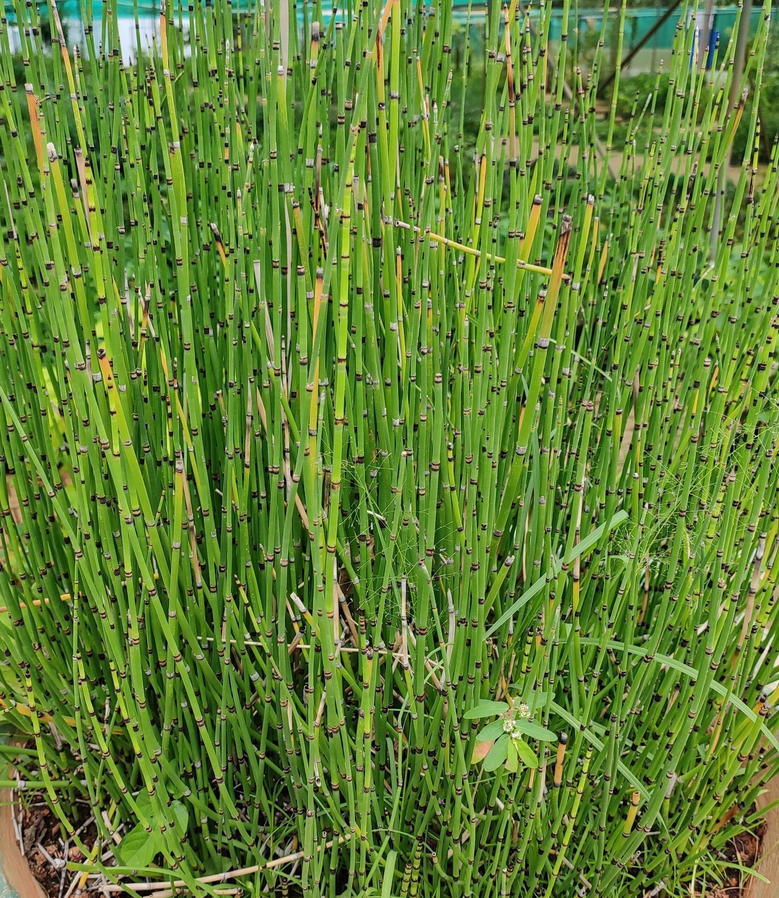 equisetum-scaled-1.jpg Buy Equisetum debile, equisetum hyemale, horsetail, water bamboo,
thanneer moongil - live plant online shopping for sale - Image 1