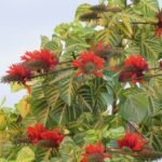 Buy Erythrina variegata, Vanna kalayana murungai, colour indian 
coral tree - Live plant online shopping for sale