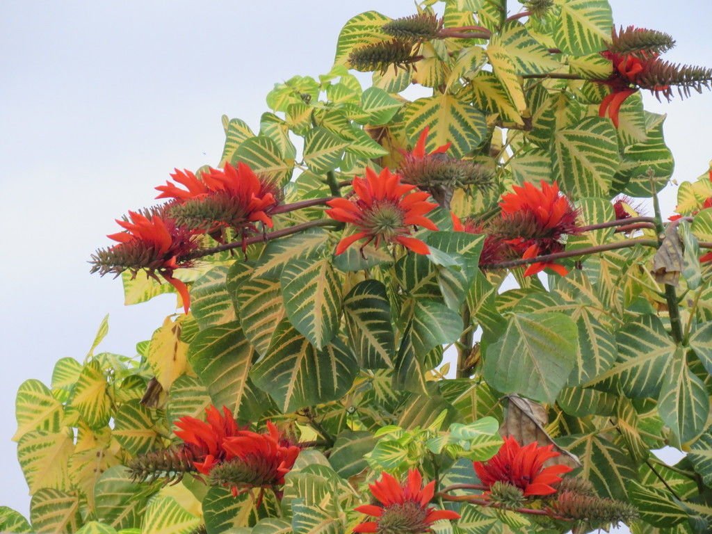 erythrina-variegata.jpg Buy Erythrina variegata, Vanna kalayana murungai, colour indian
coral tree - Live plant online shopping for sale - Image 1