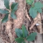 Buy Kuber kand - original - Forest collection, Dioscorea 
pentaphylla, कुबेर कन्द, kubera mooli - Herbal 
Live plant online shopping for sale