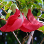 Buy Red Bakphul, sivappu agathikeerai, சிவப்பு 
அகத்திக்கீரை, sesbania grandiflora red, 
agasi, agati red - Live plant online shopping for sale