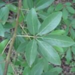Buy Vitex leucoxylon, white wood chaste tree, tree vitex, Mara 
nochi, Tulasi nochi - Live plant online shopping for sale