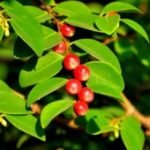 Buy Breynia vitis - idaea, sempoola, sigappu poola, செம்பூலா, Tikher, Suka surani, Pavilapoola - Live plant online shopping for sale