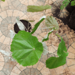Buy Kanak Champa, Maple - leaved Bayur tree, kanaga shenbagam, dhonne leaf - Live Plant Online Shopping for Sale