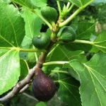 Buy Ficus carica - Live Plant Online Shopping for Sale