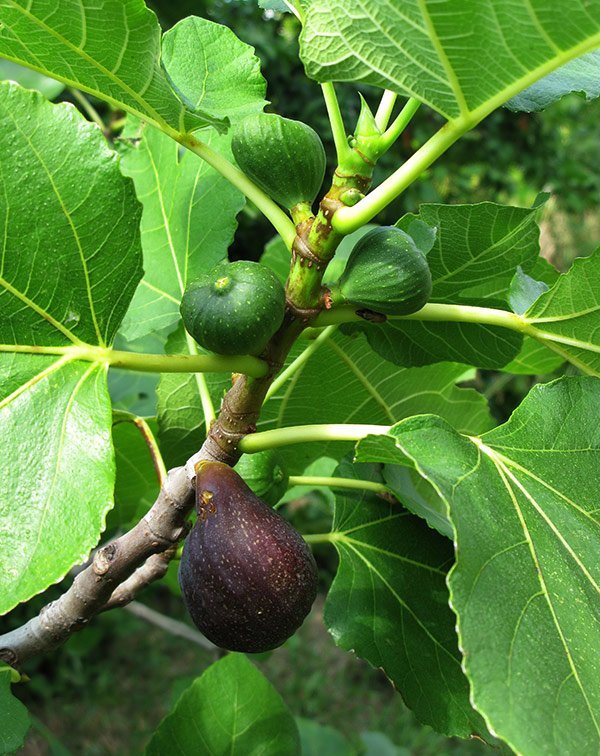 ficus-carica.jpg Buy Ficus carica - Live Plant Online Shopping for Sale - Image 1