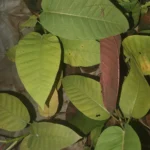 ficus dalhousiae