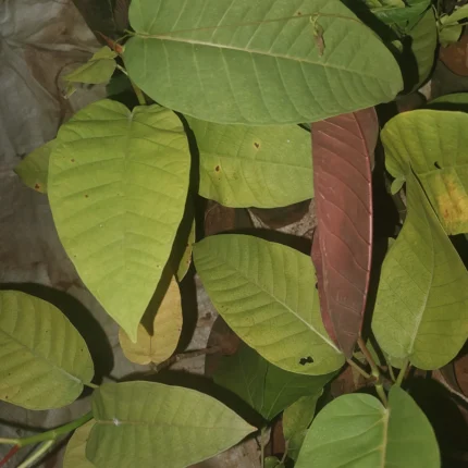 ficus dalhousiae