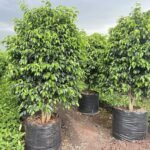Buy bat tree, ficus amplissima, pipri, bilabasari, bilabasuri, 
chela, koyali, kalitchi - Live Plant Online Shopping for Sale