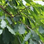 ficus virens white fig