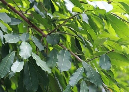 ficus virens white fig