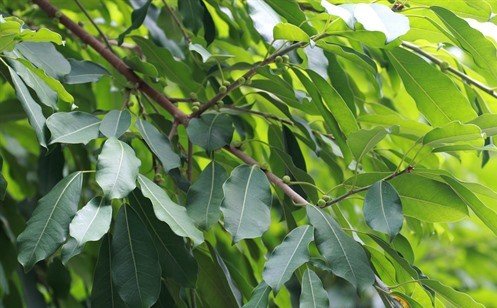 ficus virens ficus virens white fig