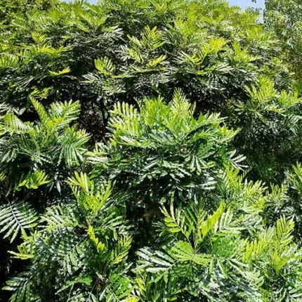 filicium decipiens