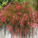 Buy Russelia juncea - Live Plant Online Shopping for Sale