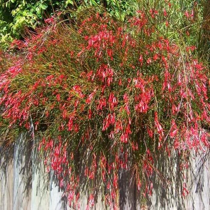 fire-cracker-plant_1.jpg Buy Russelia juncea - Live Plant Online Shopping for Sale - Image 1
